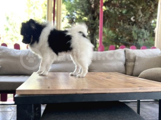 Panda Pomerani̇an Boo Yavru