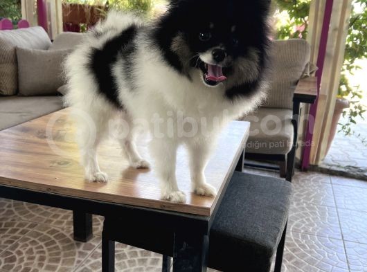 Panda Pomerani̇an Boo Yavru görsel