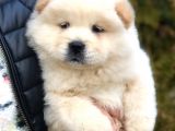 Orjinal Chow Chow