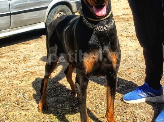 Şampiyon Soydan Doberman Yavrular görsel