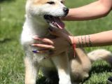 Yarışma Düzeyi Akita -Inu Yavrular