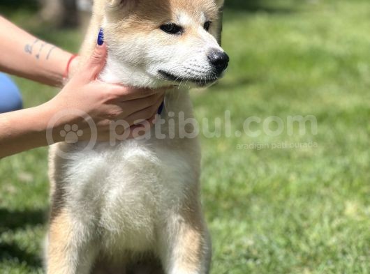 Yarışma Düzeyi Akita -Inu Yavrular görsel