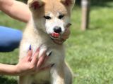 Yarışma Düzeyi Akita -Inu Yavrular