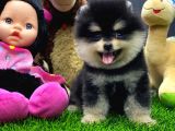 2 Aylık Pomeranian Yavrular