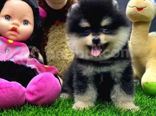 2 Aylık Pomeranian Yavrular görsel