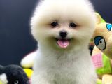 2 Aylık Pomeranian Yavrular