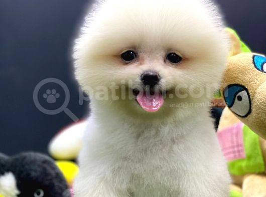 2 Aylık Pomeranian Yavrular görsel
