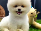 2 aylık pomeranian yavrular