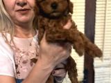Efsane Red Toy Poodle Yavrularımız