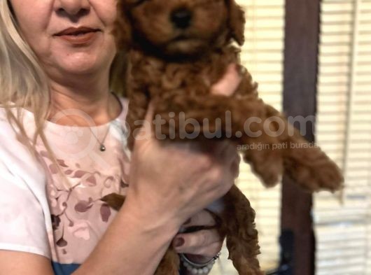 Efsane Red Toy Poodle Yavrularımız görsel