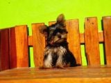 Teacup Yorkshi̇re Terri̇er Yavrusu