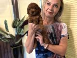 Efsane Red Toy Poodle Yavrularımız