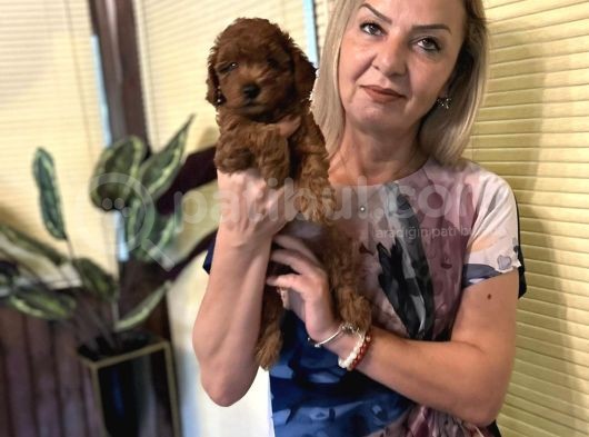 Efsane Red Toy Poodle Yavrularımız görsel