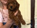 Efsane Red Toy Poodle Yavrularımız