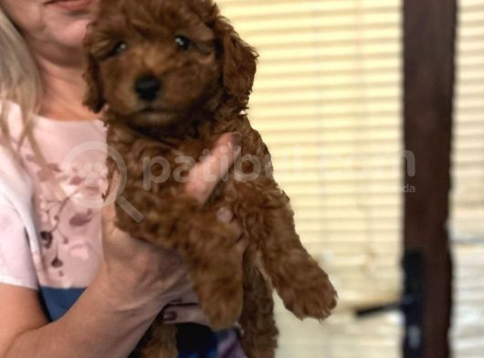 Efsane Red Toy Poodle Yavrularımız görsel