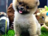 2 Aylık Pomeranian Yavrular