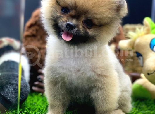 2 Aylık Pomeranian Yavrular görsel