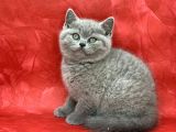 Bebek Yüzlü Orjinal British Shorthair Dişi Ve Erkek Yavrular
