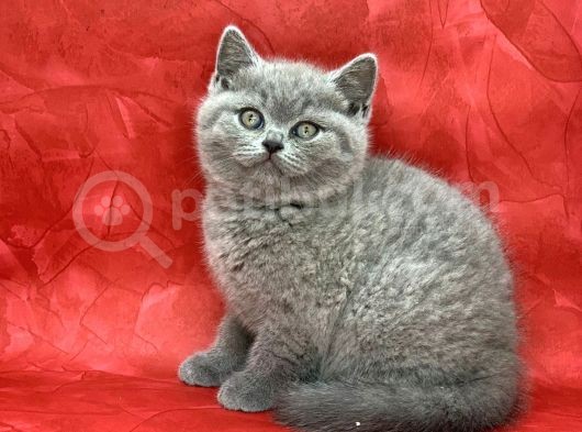 Bebek Yüzlü Orjinal British Shorthair Dişi Ve Erkek Yavrular