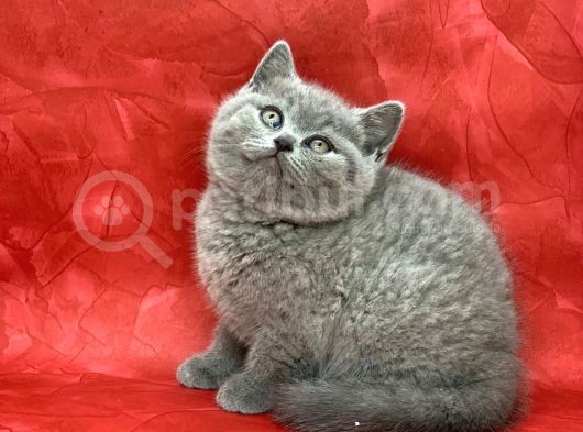 Bebek Yüzlü Orjinal British Shorthair Dişi Ve Erkek Yavrular görsel