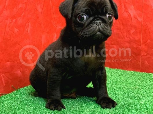Gözleri̇ni̇zi̇ Kamaştiracak Güzelli̇kte Si̇yah Erkek Pug görsel