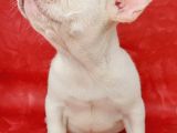 Efsane Güzelli̇kte French Bulldog Plati̇nyum Erkek Yavru