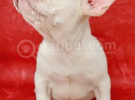Efsane Güzelli̇kte French Bulldog Plati̇nyum Erkek Yavru görsel