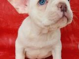 Efsane Güzelli̇kte French Bulldog Plati̇nyum Erkek Yavru