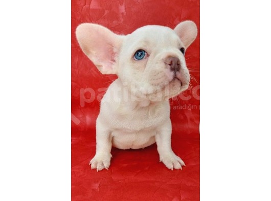 Efsane Güzelli̇kte French Bulldog Plati̇nyum Erkek Yavru görsel