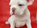Efsane Güzelli̇kte French Bulldog Plati̇nyum Erkek Yavru