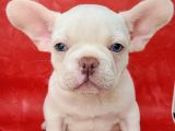 EFSANE GÜZELLİKTE FRENCH BULLDOG PLATİNYUM ERKEK YAVRU