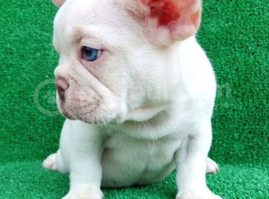 Efsane Güzelli̇kte French Bulldog Plati̇nyum Erkek Yavru görsel