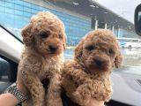 Orjinal Toy Poodle Sağlık Ve Irk Garantili Yavrular