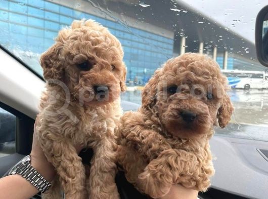 Orjinal Toy Poodle Sağlık Ve Irk Garantili Yavrular görsel