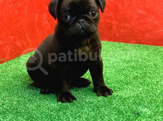 Gözleri̇ni̇zi̇ Kamaştiracak Güzelli̇kte Si̇yah Erkek Pug görsel