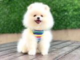 En Küçüük Boy Teddy Bear - Sağlik Ve Irk Garanti̇li̇ -  Aron Petshop Güvencesi̇ İle
