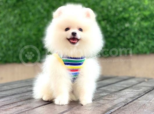 En Küçüük Boy Teddy Bear - Sağlik Ve Irk Garanti̇li̇ -  Aron Petshop Güvencesi̇ İle görsel