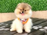 En Küçüük Boy Teddy Bear - Sağlik Ve Irk Garanti̇li̇ -  Aron Petshop Güvencesi̇ İle