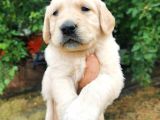 Baby face Golden Retriever yavrular