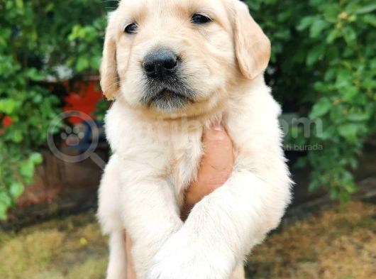 Baby Face Golden Retriever Yavrular