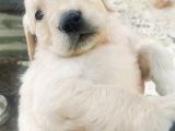 Baby Face Golden Retriever Yavrular