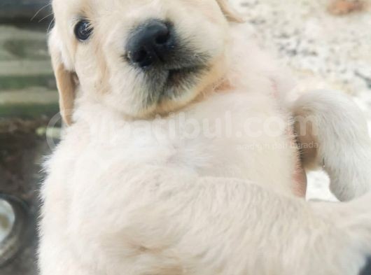 Baby Face Golden Retriever Yavrular görsel