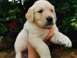 Baby Face Golden Retriever Yavrular