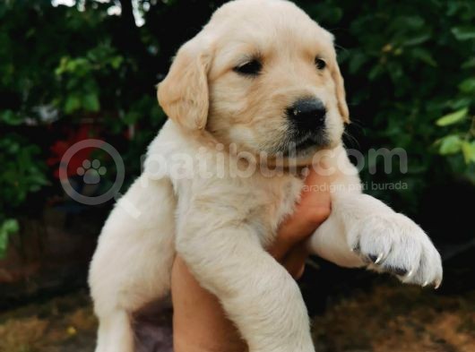 Baby Face Golden Retriever Yavrular görsel