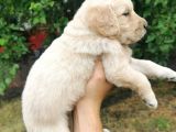 Baby Face Golden Retriever Yavrular