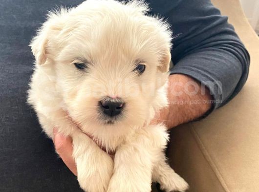 Minik Maltipoo Bebeğimiz görsel