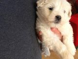 minik maltipoo bebeğimiz