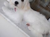 Beyaz Dişi 4 Aylık Maltese Terrier