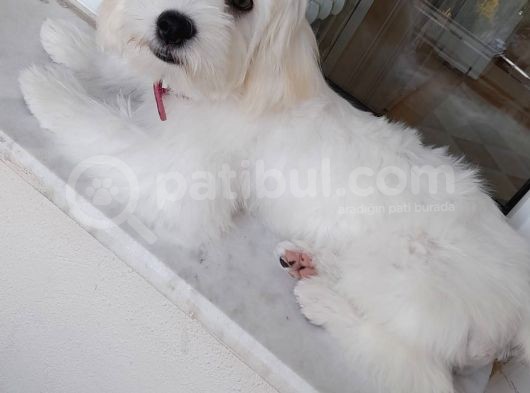 Beyaz Dişi 4 Aylık Maltese Terrier görsel