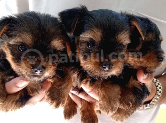 Gerçek Teacup Yorkshire Bebekler görsel